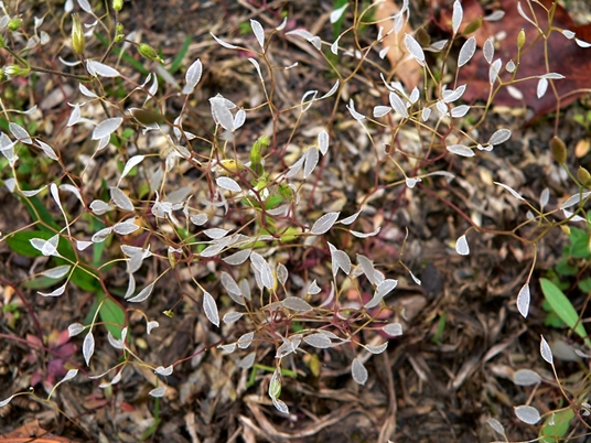 {Draba verna}